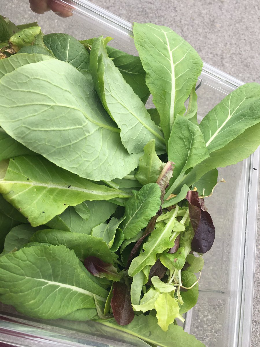cgarrison5526's tweet image. #psmsHorticulture Ss eager to replenish the self-self serve salad bar in the cafeteria! #breakintheweather #heirloomgardening #TeachAg #farmtocafeteria @FarmtoSchool @rareseeds @PSMSBulldogs @TNedu