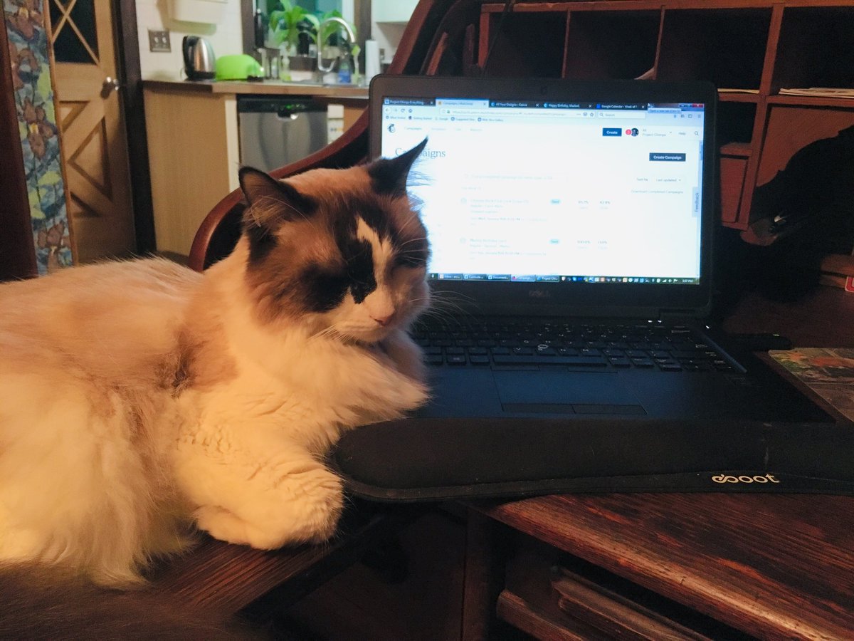 AnnaContrell's tweet photo. Cat impedes work. Again. #CatsOfTwitter https://t.co/pf9QckKp0i