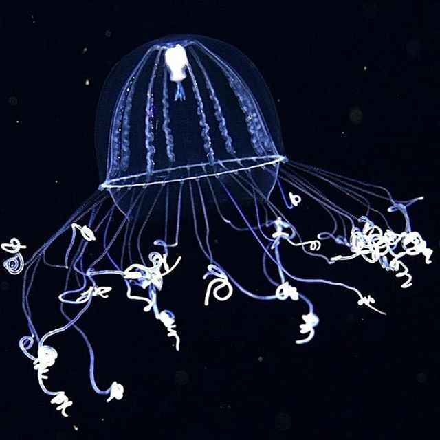 MBARI_News photo