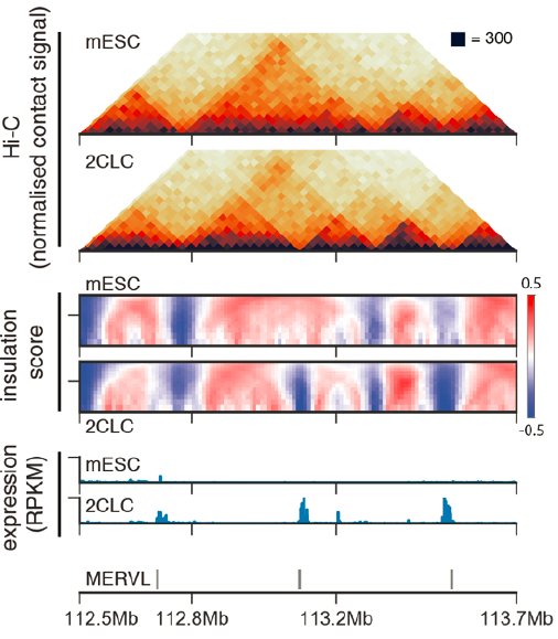 Transposable elements drive reorganisation of 3D chromatin during early embryogenesis biorxiv.org/content/early/… Murine Endogenous Retroviral Element (MuERV-L/MERVL) promote formation of insulating domain boundaries coupled to upregulation of directional MERVL transcription