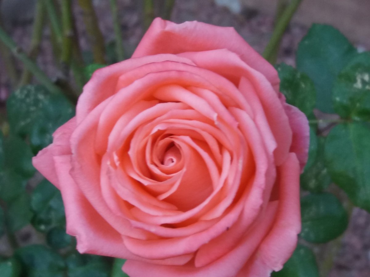 Rachellewin9's tweet photo. @BarackObama @MichelleObama Joyeuse anniversaire Michelle Obama et mes salutations Mr: Barack Obama (from Morocco) https://t.co/Jv2zMlThbt