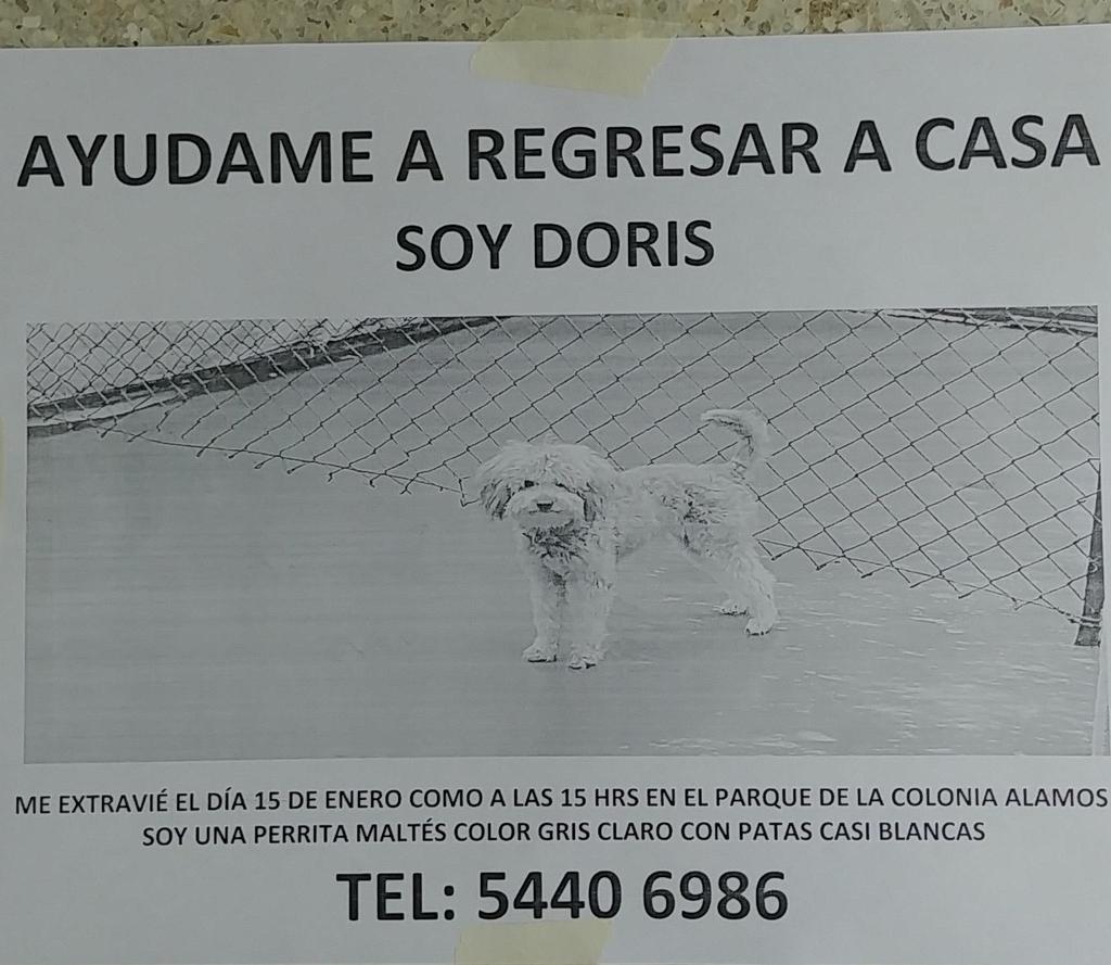 Colonia Álamos CDMX (AlamosCDMX) / Twitter