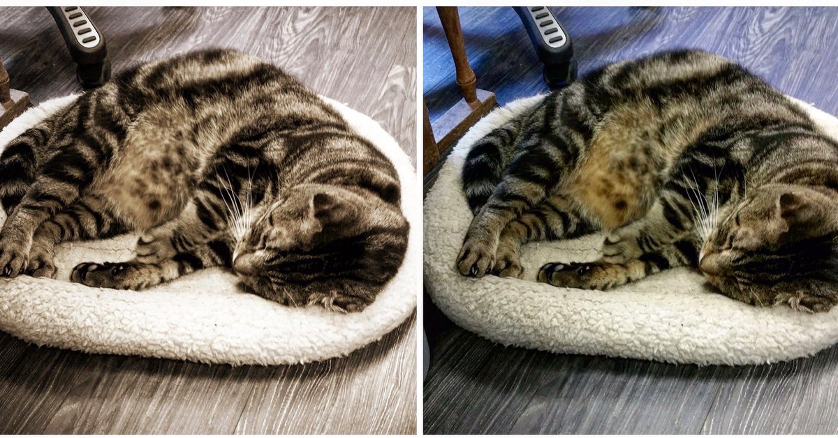 super_scrappy's tweet photo. Same shit, different year. #10yearchallenge
.
#cats #catsoftwitter #rescuecat #catsofnewyork #catsoftheusa #catsoflongisland #catsofny #catsofsuffolkcounty #meow #adoptdontshop #lazycat #fatcat #cat #homeimprovement #storecat https://t.co/xfopB9i9LX