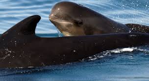 KevinAlvia's tweet photo. Las #ballenas piloto 🐳( Globicephala melas )💧nadan de manera sincronizada en posición de alerta cuando están en peligro 💀 #comportamiento
https://t.co/8PC14TAyEH
resumen: 👉 https://t.co/ZN2kiKgzMK
#Fisiologia #Animales #Comumicaciencia @Pcasbri https://t.co/HYQDqBotnp