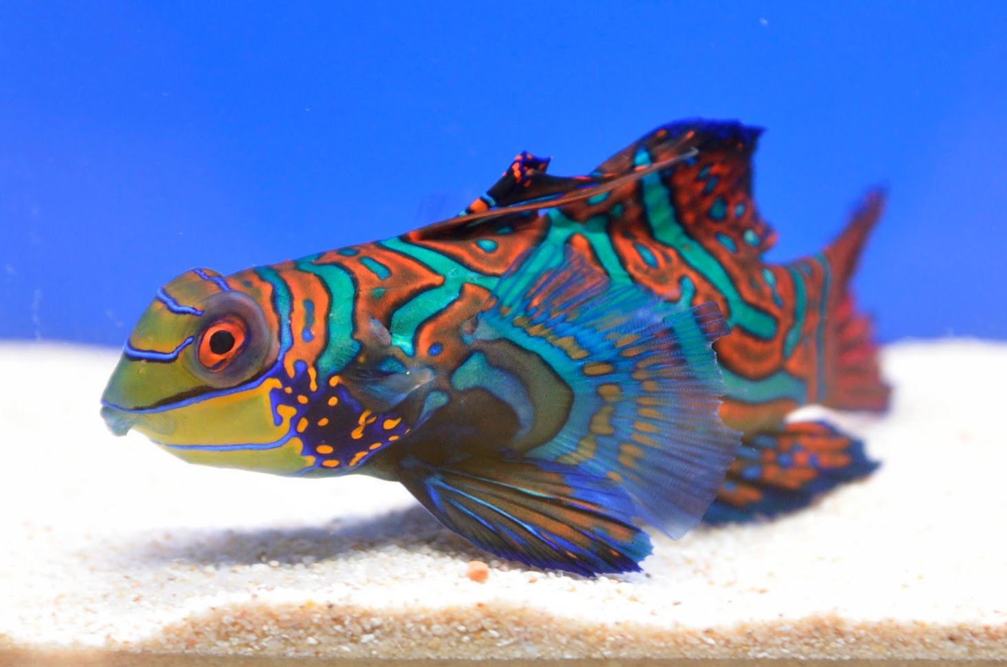 トロピカ 東京アクアガーデン Pa Twitter かっこいいニシキテグリ アクアリウム Aquarium 水槽 熱帯魚 ニシキテグリ 海水魚 観賞魚 人気 トロピカ T Co Ihl6xyiqm4 Twitter