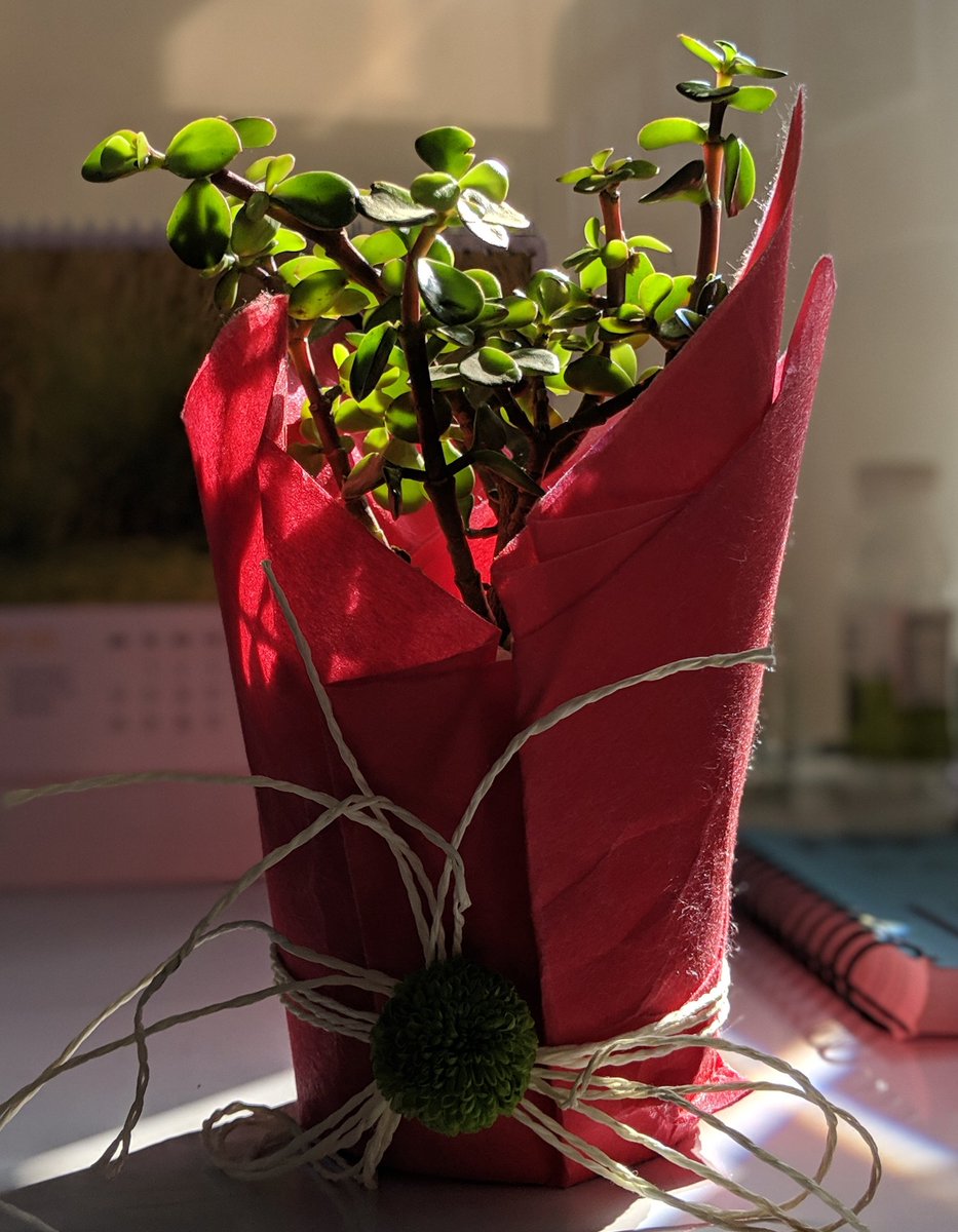 join2manish's tweet image. Thank you @SqL_Yash for the gift.
Plants are more courageous than almost all human beings: an orange tree would rather die than produce lemons, whereas instead of dying the average person would rather be someone they are not. #lessonsfromnature #plants #officeplant #indoor