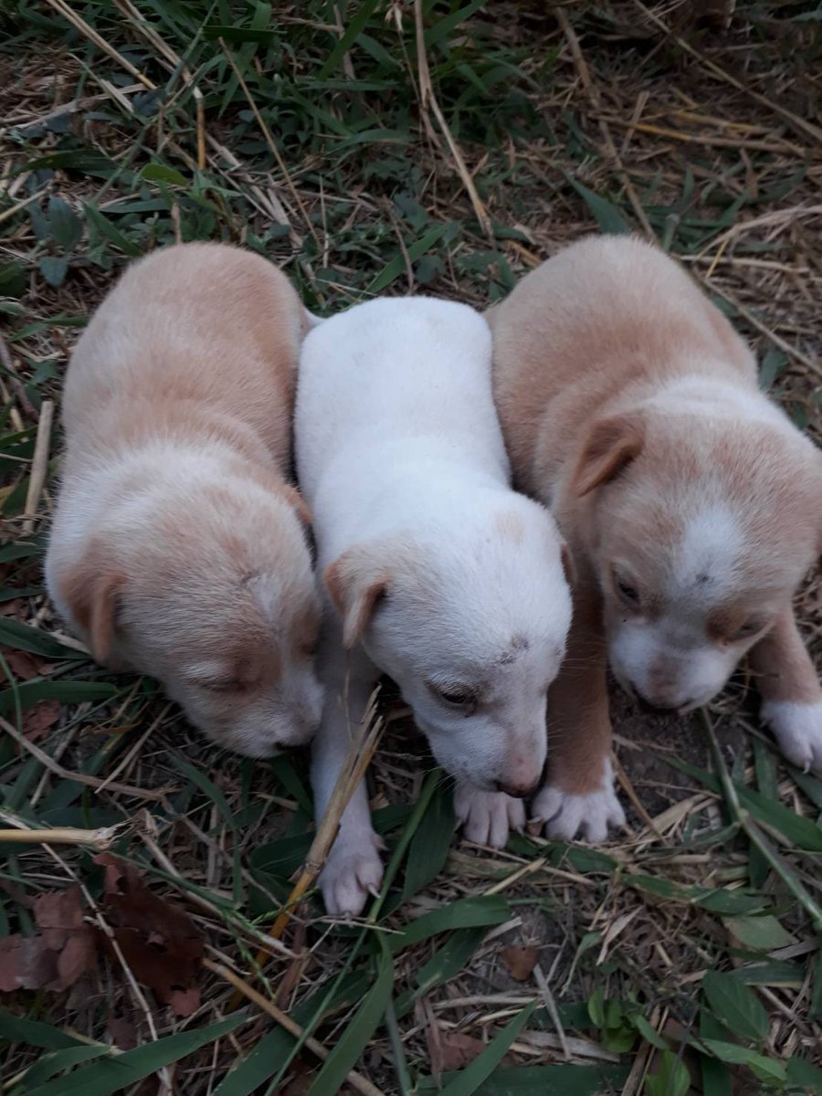 ninanaka's tweet photo. ประกาศหาบ้านให้น้องหมา 3 ตัว เพศเมีย แม่หมามาออกลูกในหมู่บ้าน ลูกบ้านทยอยรับเลี้ยงกันแล้วค่ะ เหลือ3ตัวนี้ ใครสนใจสอบถามมาได้นะคะ หมาไทยน่ารักใจดีเลี้ยงง่ายนะ https://t.co/UM0BTDBuA4