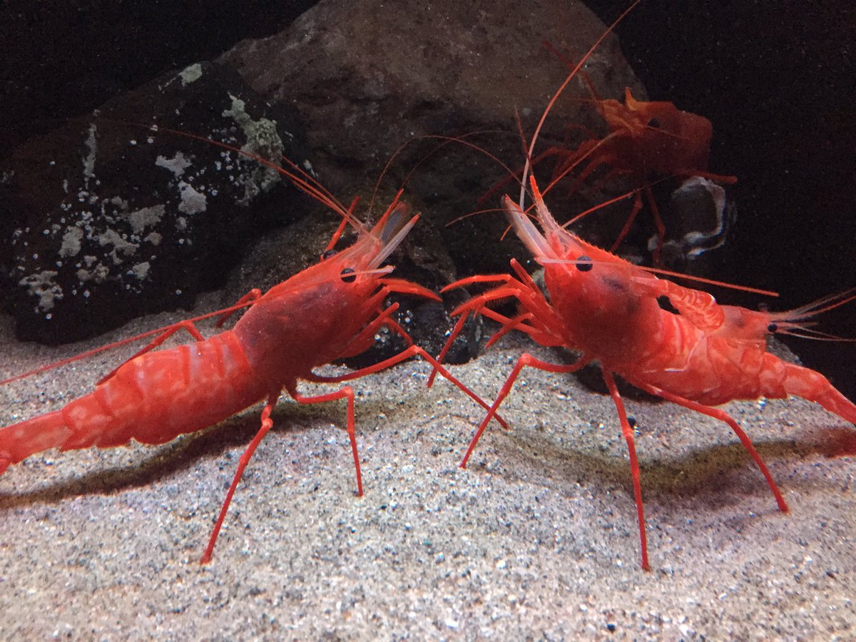 今日から展示をはじめた新種のエビ2種はもちろん世界初展示