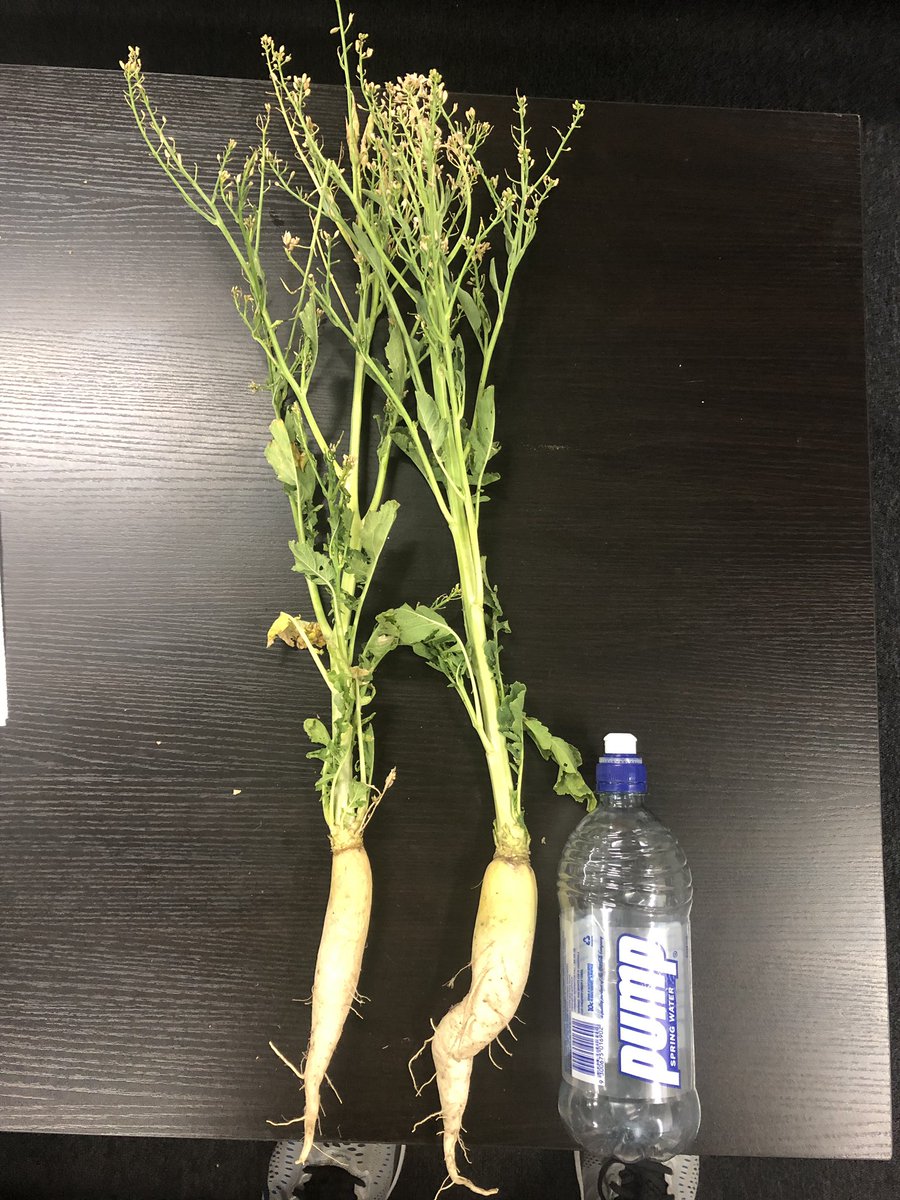 crop_opti's tweet photo. Tillage radish sown late November into our trial site, nice growth to date ready for a hair cut and also wanting a drink https://t.co/trpz74V5i3