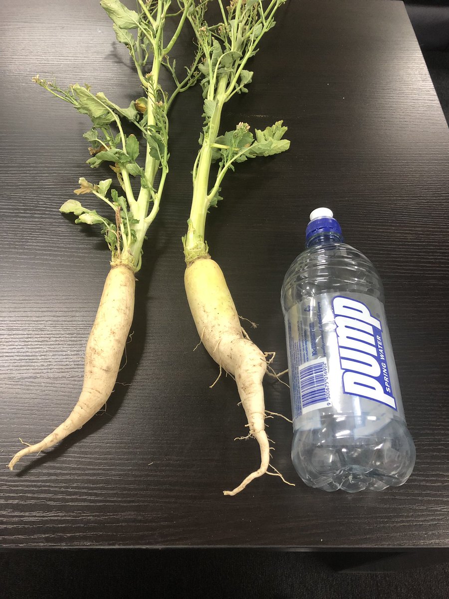 crop_opti's tweet photo. Tillage radish sown late November into our trial site, nice growth to date ready for a hair cut and also wanting a drink https://t.co/trpz74V5i3