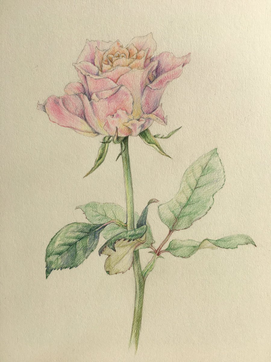 小鳥と花のリトルガーデン Pa Twitter アーリエスという 豪華な薔薇を描きました スペイン語で おひつじ座 の意味だそうです おひつじ座 羨ましいな 色鉛筆スケッチ 薔薇 アーリエス おひつじ座