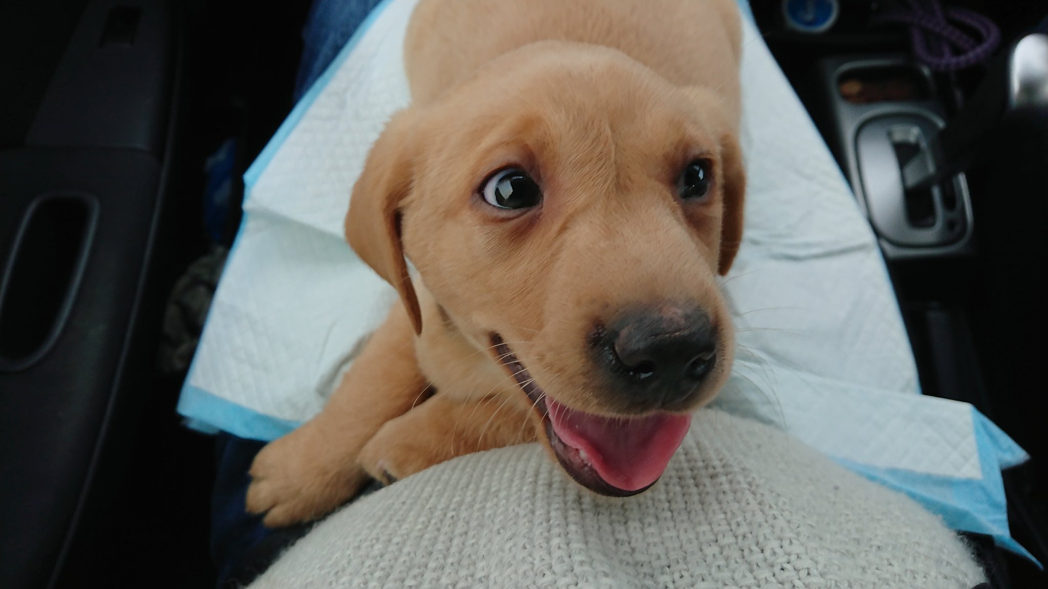 Muddy PUP on Twitter "This was me the day I came home to my new family 🐾 ♥…