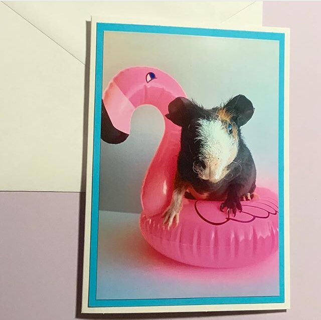If you need her, she’ll be at the pool 💕🐾🐳
.
.
#flamingo #pool #poolfloat #skinnypig #skinnypigs #guineapig #guineapiglove #etsy #etsyshop #handmade #cards #notecards #snailmail #stationery #maker #girlboss #smallbusiness #shopsmall #shopsmallbusiness #cute #joy #love #summer