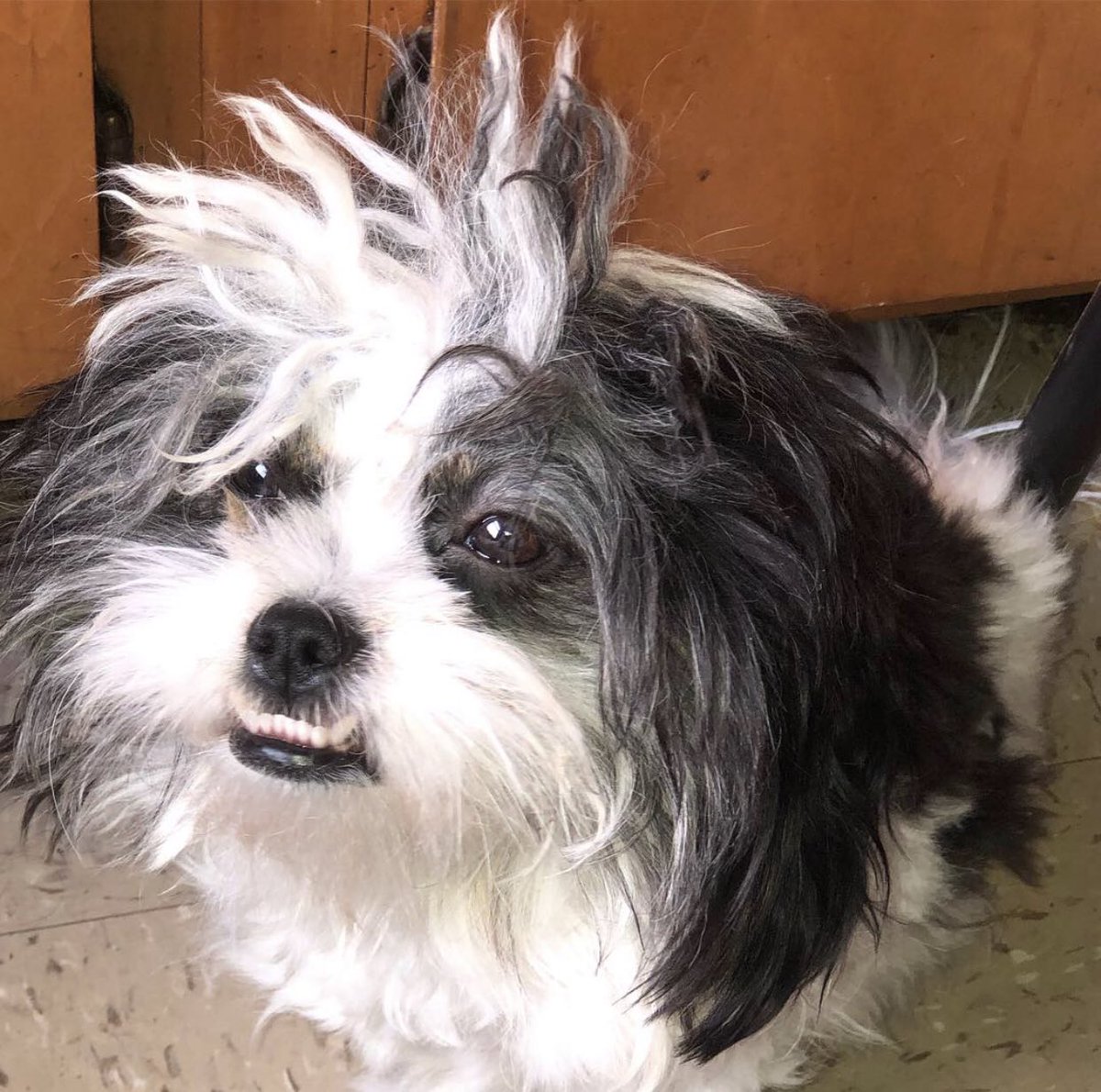 BuddySkyla's tweet photo. Skyla &amp; Buddy | IG @ https://t.co/BF1GLn3fCH 🥰💞 |  #shihtzu #nycdogs #nyc #puppy #dog #dogs #puppies https://t.co/o35be969PW