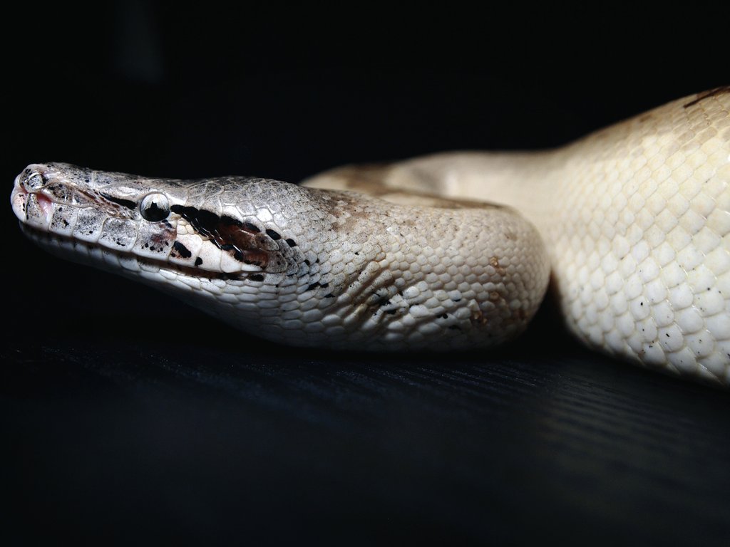 __1sss's tweet image. ivory……

なかなか撮る機会がなかったので脱皮が終わったタイミングで撮影してみました。

スマホ画面の明るさを最大にして見てみてください🌹

#bloodPython