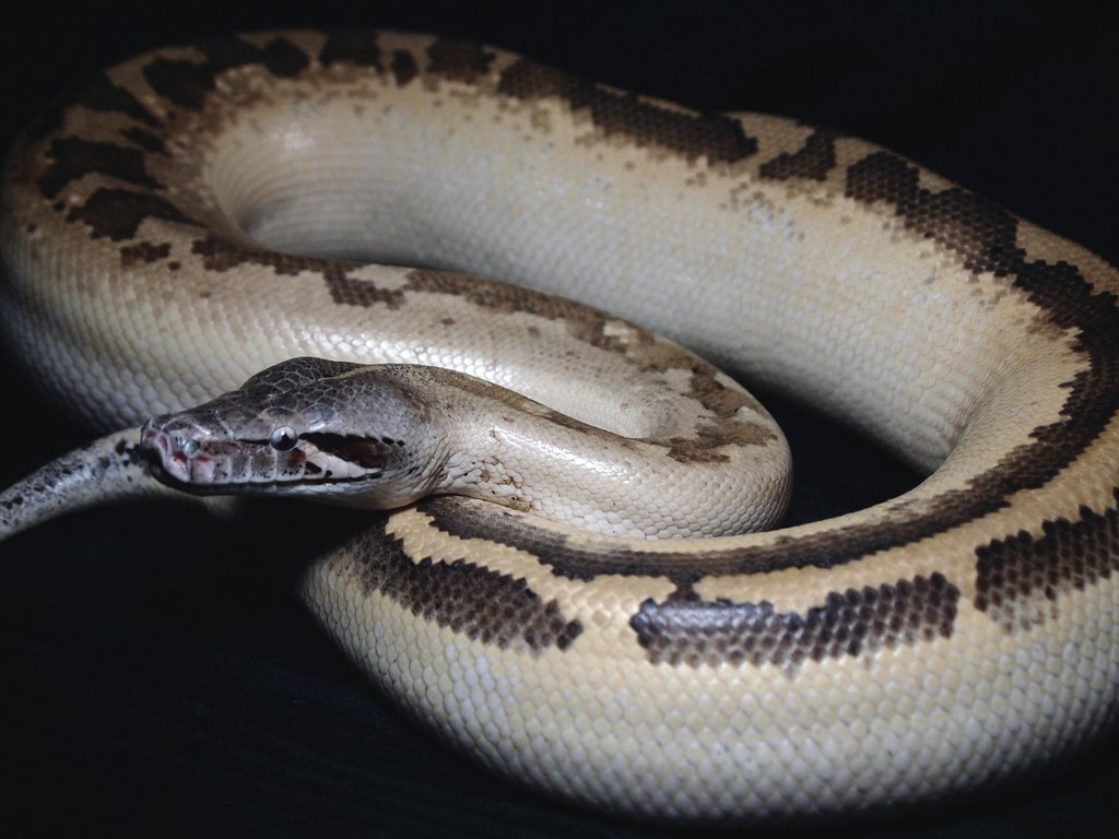 __1sss's tweet image. ivory……

なかなか撮る機会がなかったので脱皮が終わったタイミングで撮影してみました。

スマホ画面の明るさを最大にして見てみてください🌹

#bloodPython