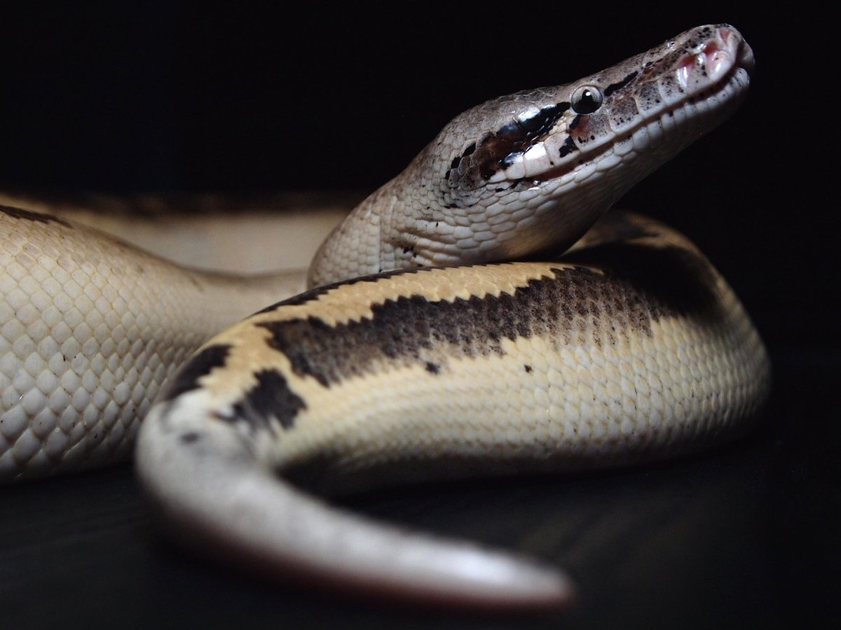 __1sss's tweet image. ivory……

なかなか撮る機会がなかったので脱皮が終わったタイミングで撮影してみました。

スマホ画面の明るさを最大にして見てみてください🌹

#bloodPython