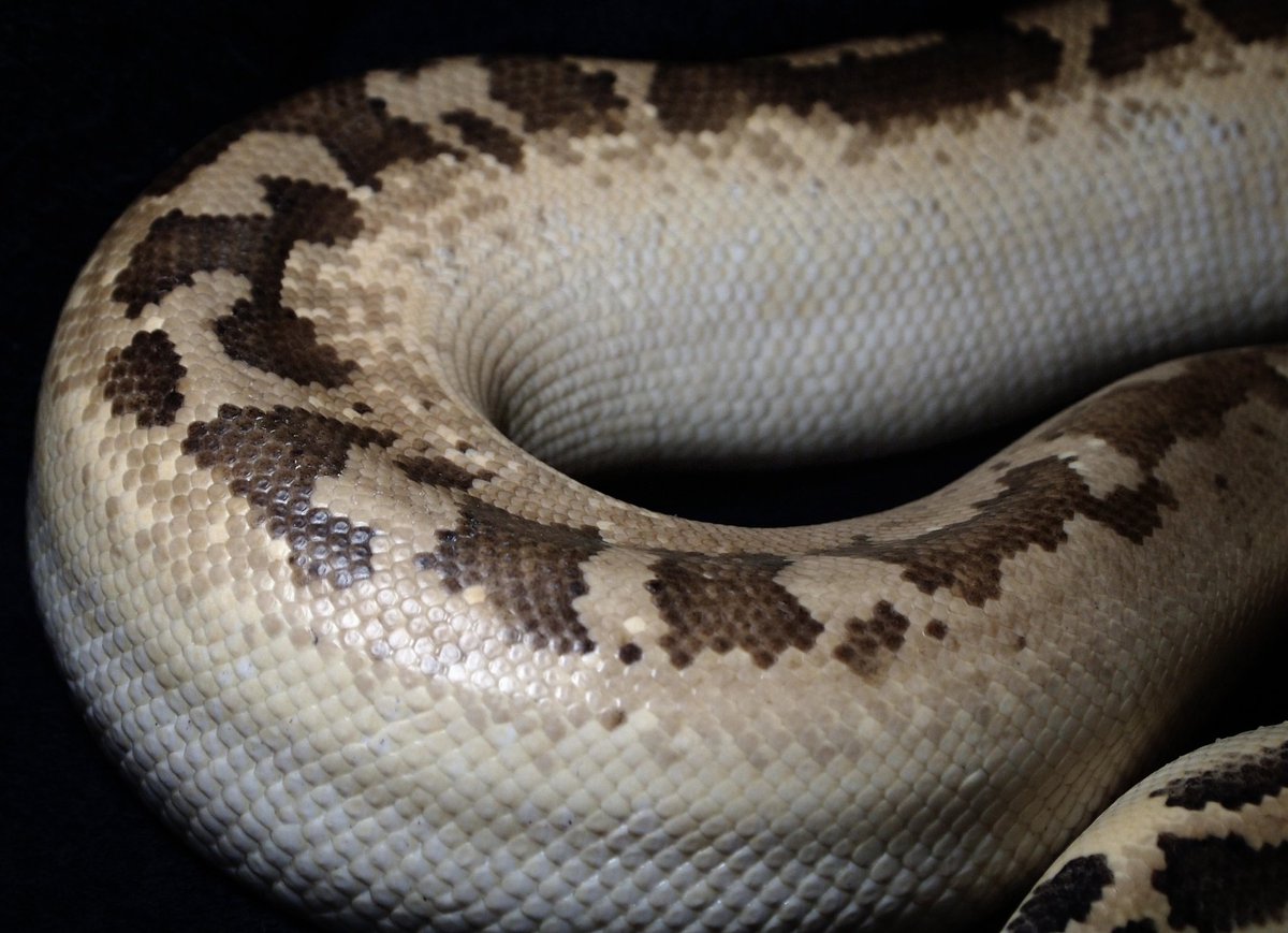 __1sss's tweet image. ivory……

なかなか撮る機会がなかったので脱皮が終わったタイミングで撮影してみました。

スマホ画面の明るさを最大にして見てみてください🌹

#bloodPython