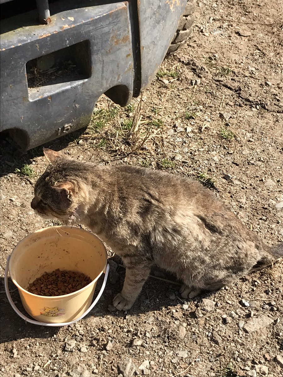 いなくなった猫が３年ぶりに帰ってきた話 ェ Togetter