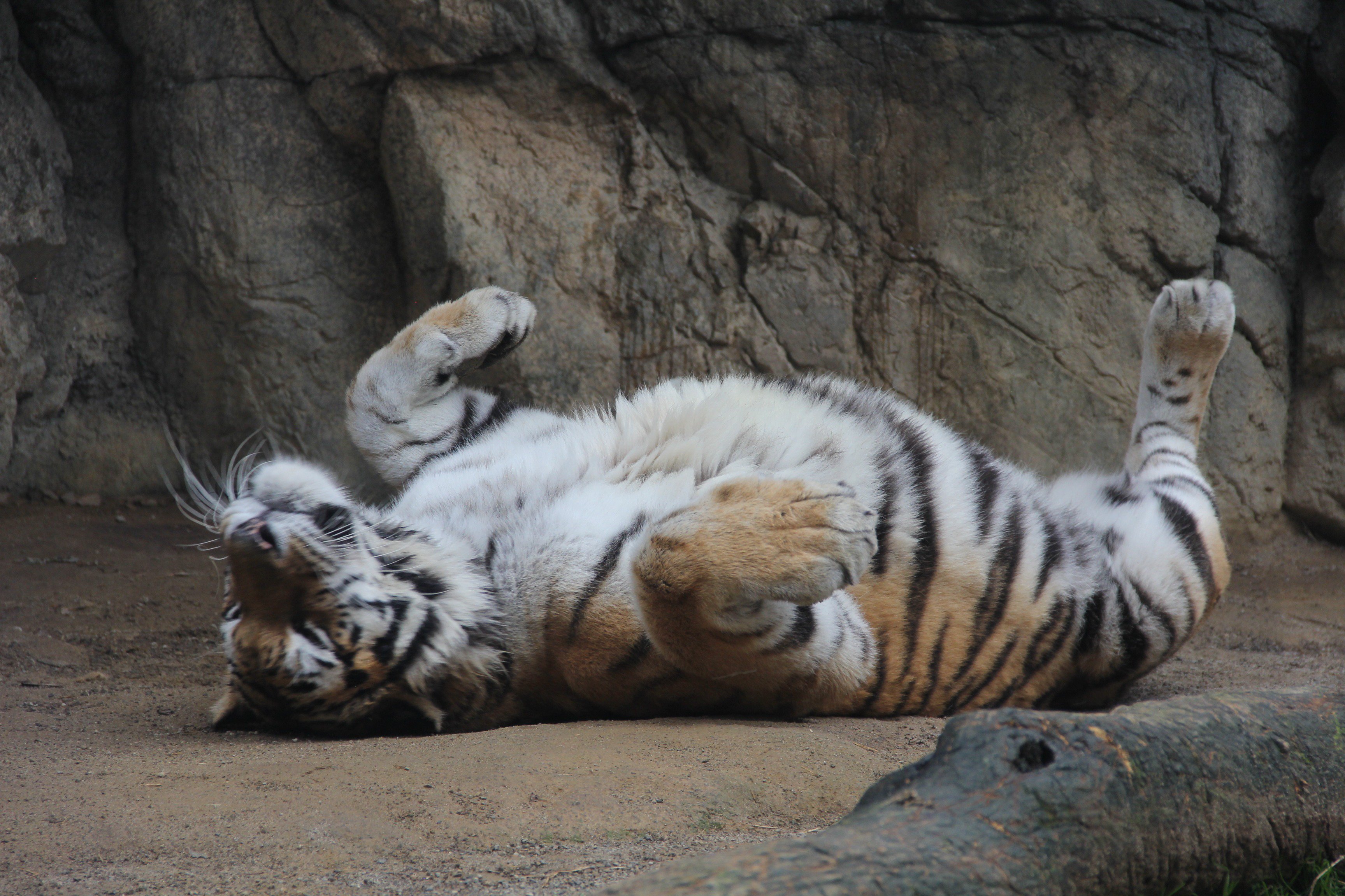 静岡市立日本平動物園 在 Twitter 上 19 1 12 アムールトラの飼育日誌 を更新しました ノゾミ 出舎前 フジ と挨拶を長々と交わし中々放飼場に出てくれない その後網越しにフジに腹を見せ又 ごろにゃんを繰り返す 鳴き声は頻繁ではなかった 日本平