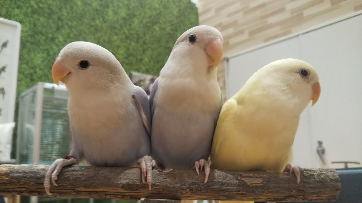 こんぱまる名古屋店 Pa Twitter 可愛いコザクラが入店しましたー ステップアップはお手のもの コザクラインコ クリームイノop アメリカンシナモンコバルトバイオレットop こんぱまる名古屋店 Pa Twitter 可愛いコザクラが入店しましたー ステップアップはお手のもの コザクラインコ クリームイノop アメリカンシナモンコバルトバイオレットop