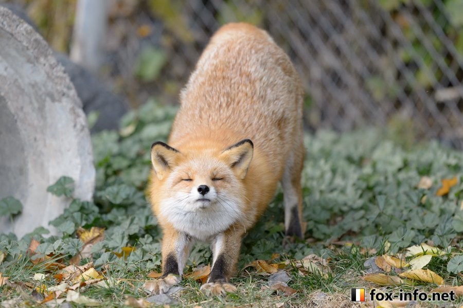 キツネ写真館 キツネ飼養中 伸びているので宣伝 北きつね牧場のタヌキとキツネ が 鉄道模型のkato様 Kato Team の新ジオラマ きつねとたぬき のイメージ写真として登場します 下記urlに詳細とミニ写真館がありますので是非ご覧ください 雪虫と