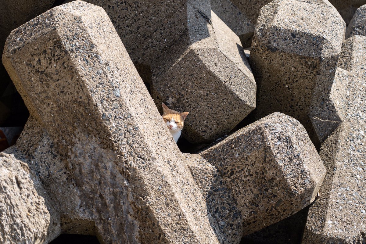 写真展のお知らせ。
「猫に吹かれて〜福岡猫日和」
場所 旧門司税関2F(北九州市)
時  2019年2月1日〜2月7日
入場無料
相島や藍島での島猫をメインに55点展示予定です。

#猫#写真展#旧門司税関#catstagram #cat#ねこ#島猫#姫島#福岡県#X-T2#fujifilm_xseries #fujifilm  #写真#今日もx日和