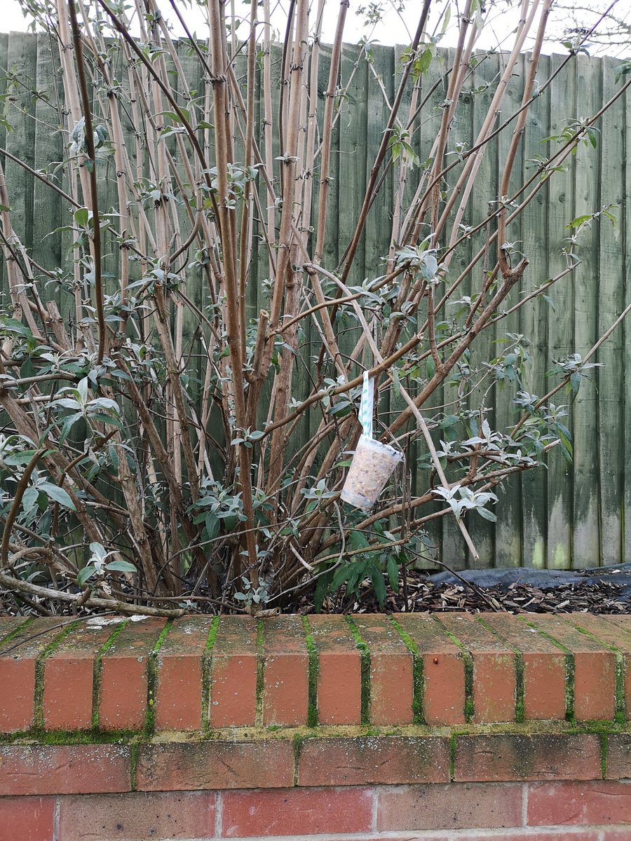 ThingsRescue's tweet photo. Keep your eyes peeled for a video later on how to make your own fat balls!

Help out your local birds and get a bit messy in the process! 

#Lincolnshire #Wildlife #wildthingsrescue https://t.co/dAgoFtZuVb