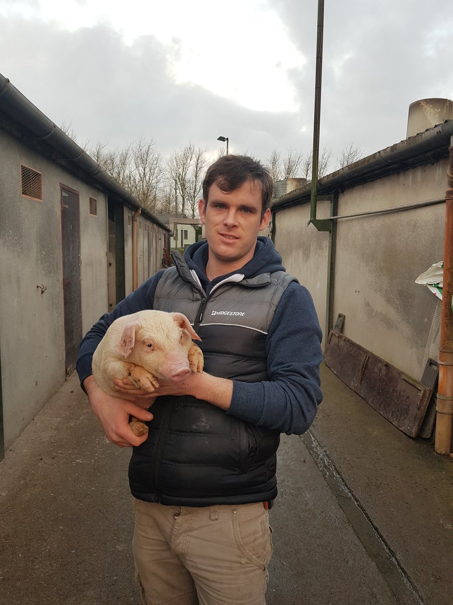 RTECountryWide's tweet photo. Why are pig producers in the worst loss making cycle in 20 years? We chat to Meath farmer and owner of @www_pigspit_ie Jonathon Marry and @Bordbia on tomorrows programme. https://t.co/DmChf73OGJ