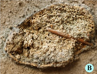 Here is an absolute doozy for #fossilfriday: a find of an ivory point tip embedded in a mammoth rib from the very beginning of the Upper Palaeolithic (ca. 40,000 cal BP) at Kostënki 14 in Russia. Solid evidence that people were hunting mammoth back then.