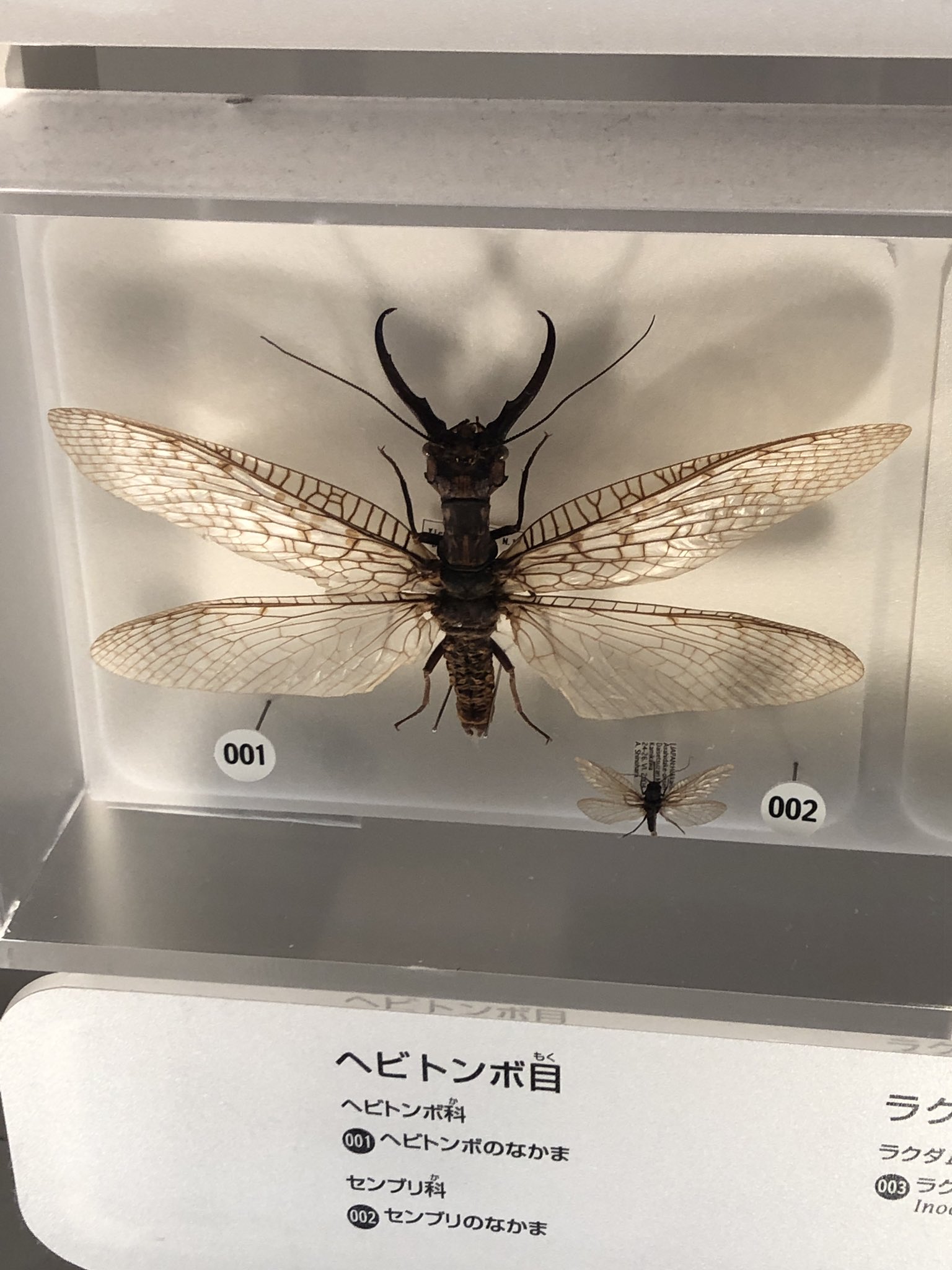超特大オオキバヘビトンボ　ギネスサイズ 世界最大級の水生昆虫を発見、21センチのヘビトンボ 中国