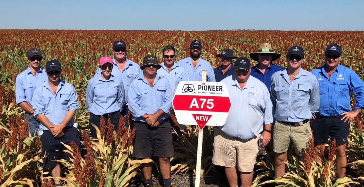 scottMGAS's tweet photo. Looking good considering the heat, the Pioneer A75 doesn’t look too bad either!Some of the Mcgregor Gourlay Agronomy team checking out the Pioneer Seeds side by side sight at Yallaroi this morning with ⁦@sam_gally1⁩ @mcgregorgourlay⁩ @pioneerseedsau⁩ #sorghum19 https://t.co/nLcw3Uv8Mf