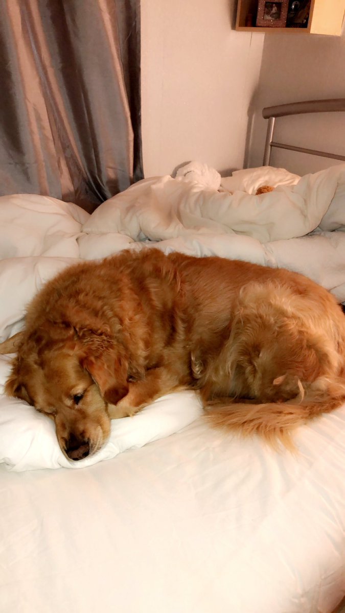 ami3xxxx's tweet photo. Sorry i cant come to work today my dog needs me to stay and cuddle him 😩😍 https://t.co/DX8ygaTgHk