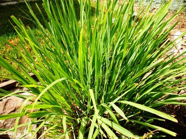 good2living's tweet photo. Mother nature also gives us spices &amp; fresh herbs to flavor them with. Pungent herbs &amp; spices are not only flavorful, but can bring strength &amp; balance to our  bodies &amp; minds where weakness exists. Please read here at-
https://t.co/C1kc5H0LJ0
#wailana #wailanayoga #HealthyEating https://t.co/zJ7E7Yc2hj