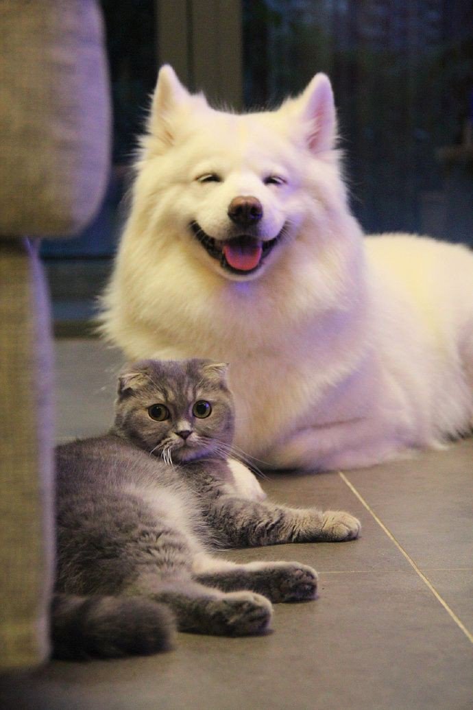 mujisama's tweet photo. "ขอต้อนรับสู่เพตโตะเฮ้าส์ พร้อมที่จะโดนเอ็นดูรึยังครับ ♡~”

Open Audition: now - 30 January 
Want : All image 
Tag : #pettohouse
Acc Official: @PThouse_ 
Link: https://t.co/8Y4BncCpgp
#ยืมเมจforsex #พื้นที่โปร #ยืมเมจforhost https://t.co/rGA9BrM7JO
