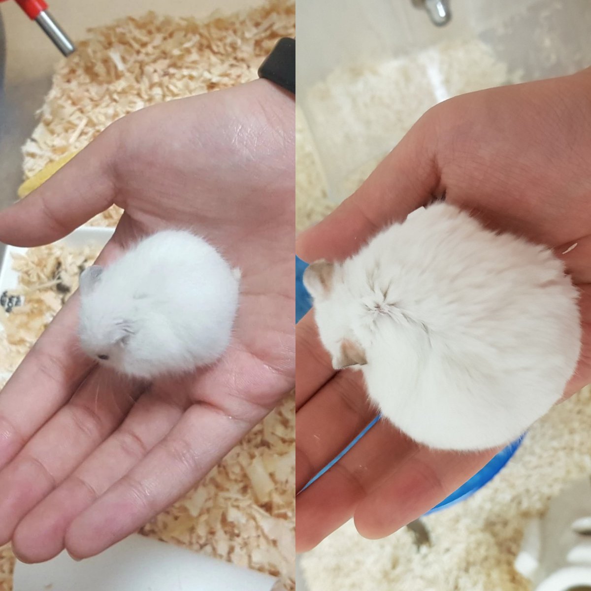 정말로 잘 커주었군요 햄스터여...