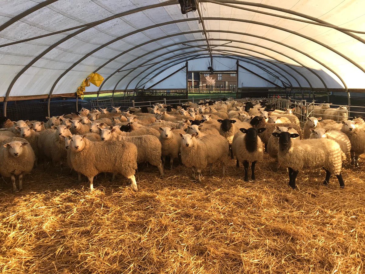 Another bunch of fantastic scotsgrove farm lambs! Scotsgrove farm branded lambs mean just that. Raised and finished here at our own farm.
#locallamb #scotsgrovefarm #properlamb