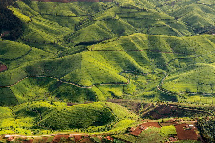 hermosatours1's tweet photo. Find the best Rwandan weekend destinations for your coming weekend getaway, experience culture, food, history and wildlife with your partner @hermosatours1   #VisitRanda #ThisIsRwanda #rwandalicious #rwandanziza #adventure #TripToRwanda #nyungwepark #akagerapark  #GorillaTrekking https://t.co/WxktJ6kkox