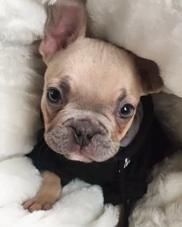 Daily_Frenchie's tweet photo. 💜 M O N A C O 💜
Feature of @monacothefrenchie 🐾
.
#frenchbulldog #frenchbulldogpuppies #frenchbulldogs #frenchbulldogsofinstagram #frenchiestagram #dog #frenchies #dogs #dogstagram #dogsofinstagram #pups #pupsofinstagram #puppylove #puppies #bulldog … https://t.co/hmBCJ8w32n https://t.co/HSN5AqCfh8