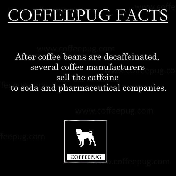 thecoffeepug's tweet photo. https://t.co/nbAnQfeze6