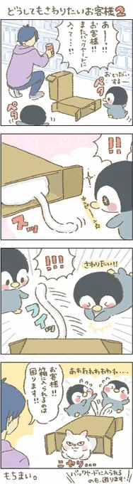 ・・・・お客様誘惑されては困りますぅ〜〜#もちもち #お客様困ります #ペンギン #ネコ #箱ねこ 