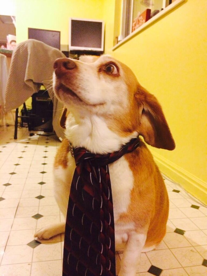 LittleCheb's tweet image. rip little warrior