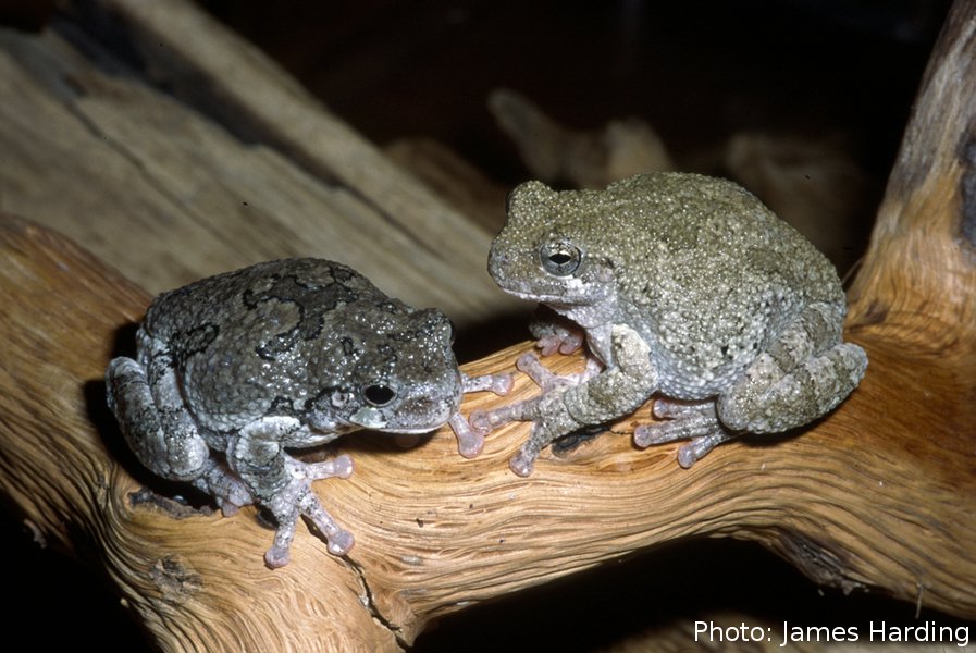 download pierre bayle