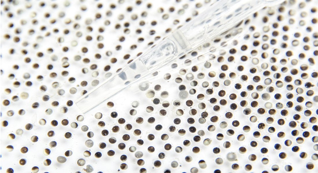 UCPH_CPR's tweet photo. New insights into the repair of DNA-protein crosslinks (DPCs) - published in @MolecularCell. Thanks to Duxin and Walter lab, @UCPH_health, @EU_H2020, @novonordiskfond
#DNAproteincrosslink #DPC #DNAreplication #DNArepair #Ubiquitin #Proteasome #SPRTN #TLS https://t.co/L9qsCMpVzH https://t.co/msyGMULkXv