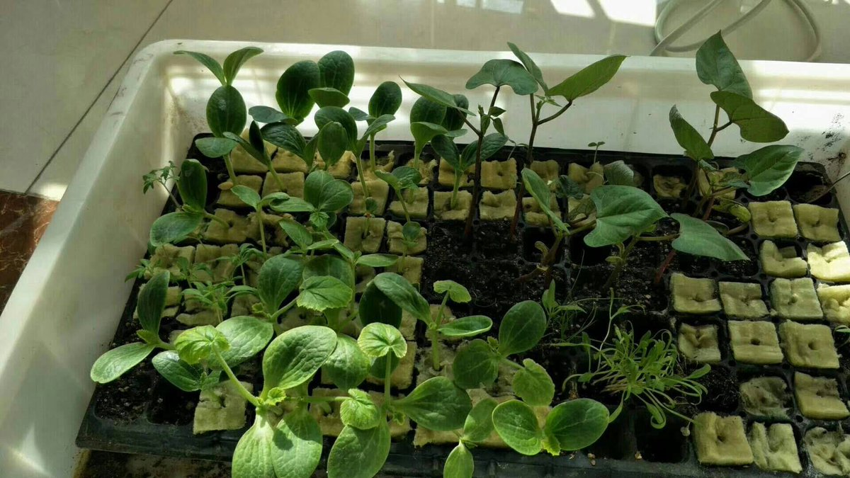 larefractory's tweet image. Agriculture #hydroponic growing media #rockwool grow cubes for plants, Application:#hydroponic plants,#agriculture , #insulation 
ms3f.com/bPqw5G