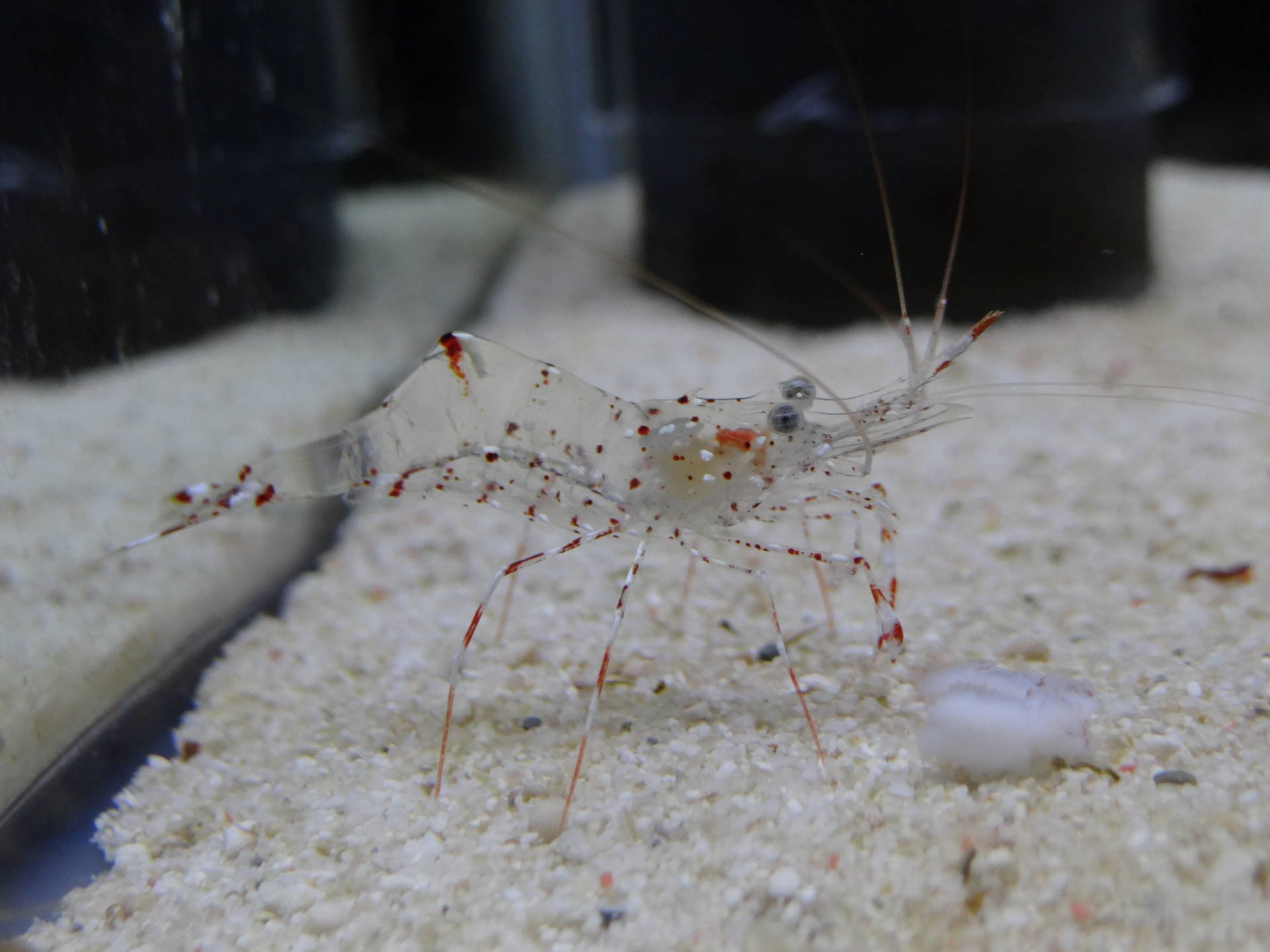 ビーバー 正男 公式 クリアクリーナーシュリンプ リュウグウモエビ ホワイトソックス エリマキエビ の紅白透明系エビ四盛りでございます エビとカニの水族館