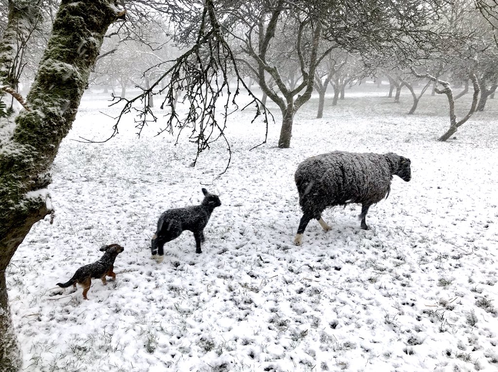 Inca • Worlds Smallest Sheepdog tweet media