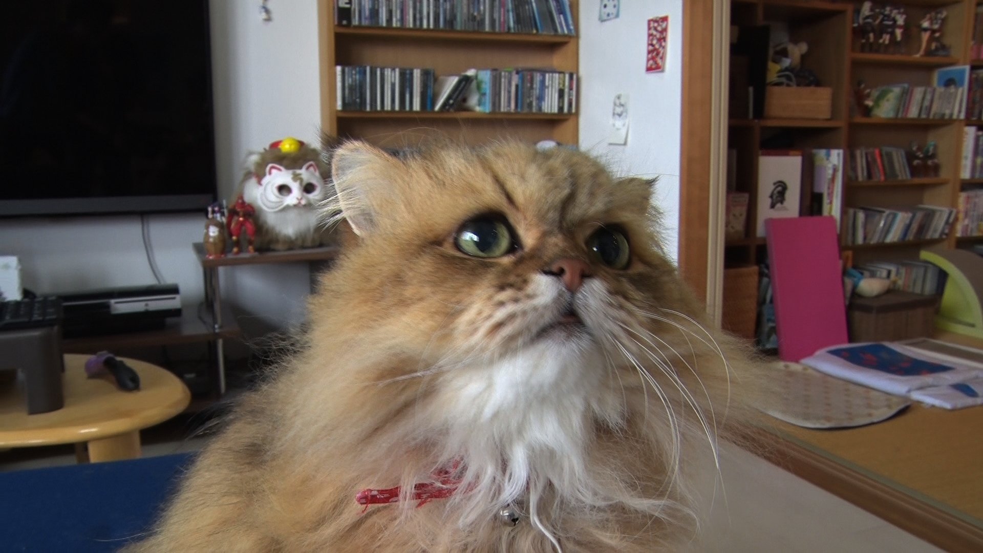 Bs Tbs 明日1 19 土 よる6時30分 高島礼子がにゃんこ捜索 蔵の中には猫がいる を放送 大の猫好き 高島礼子 さんが 蔵の街で猫たちに会いにいきます さらにsnsで人気のにゃんこ達も登場 T Co Yvfcf5zmxl 猫 ねこ ネコ Cat 猫のいる