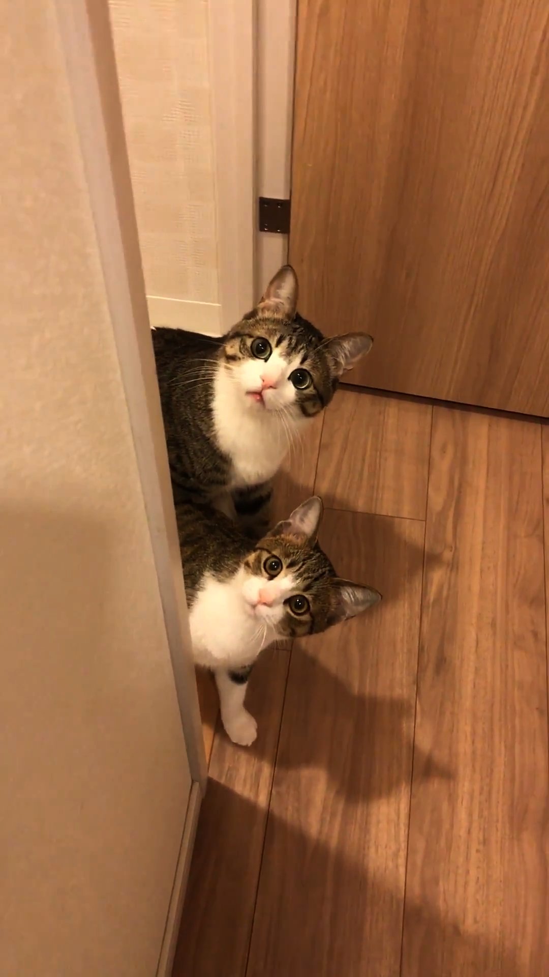 Bs Tbs 明日1 19 土 よる6時30分 高島礼子がにゃんこ捜索 蔵の中には猫がいる を放送 大の猫好き 高島礼子 さんが 蔵の街で猫たちに会いにいきます さらにsnsで人気のにゃんこ達も登場 T Co Yvfcf5zmxl 猫 ねこ ネコ Cat 猫のいる