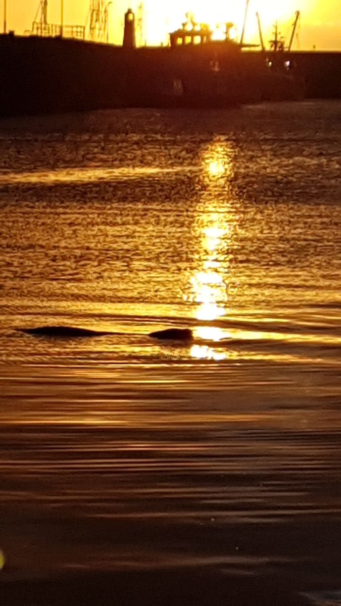 ProjectLink_WsM's tweet image. Sammy the Seal spotted @NPHC_1906! I bet he&apos;s enjoying the view of newly refurbished fish market... #projectlink #renovation #refurbishment #lookinggood #eventheseallovesit #sealshavegoodtaste #trustme